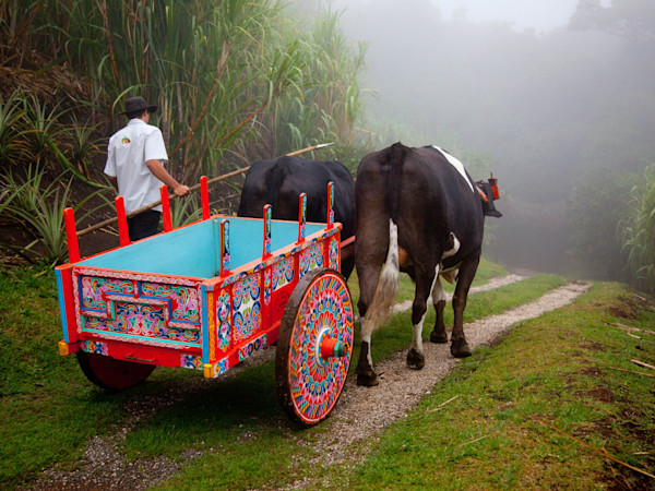 Costa Rica Cows pulling a wagon in Costa Rica